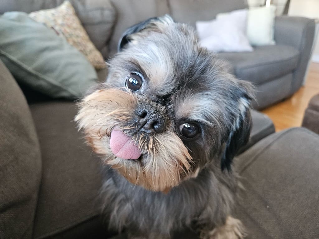 Ziggy-3828-HE Cute dog tilting head on couch.