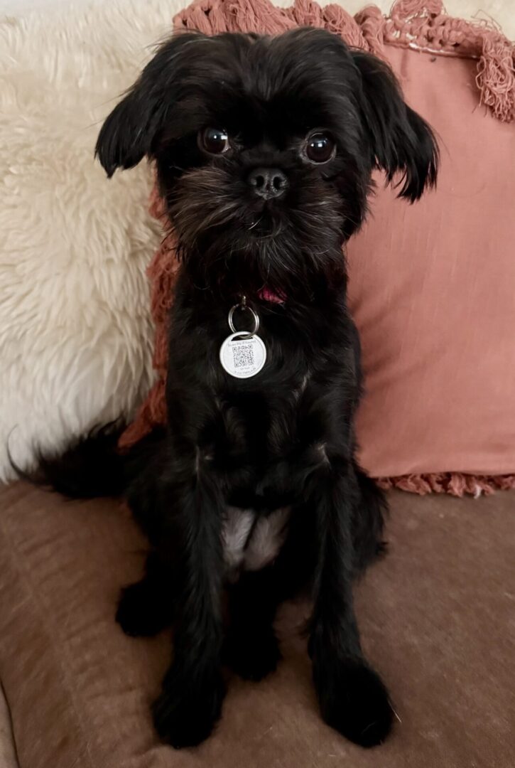 Billie Mae FKA Inky 3795 HE