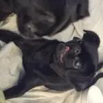 Black dogs on a bed, one yawning.