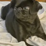 Black pug lying on a cozy bed.
