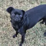 Black pug standing on grass outdoors.
