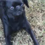 Black dog lying on grass, looking up.