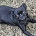 Black pug lying on dry grass outside.