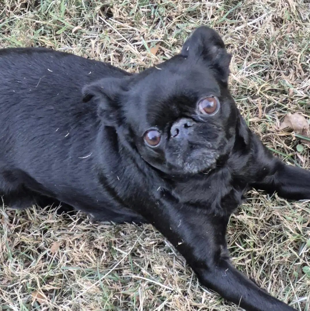 Black pug lying on dry grass outside.