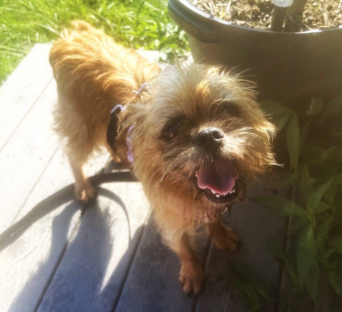 Elsie-Elise 3904 TILE 1