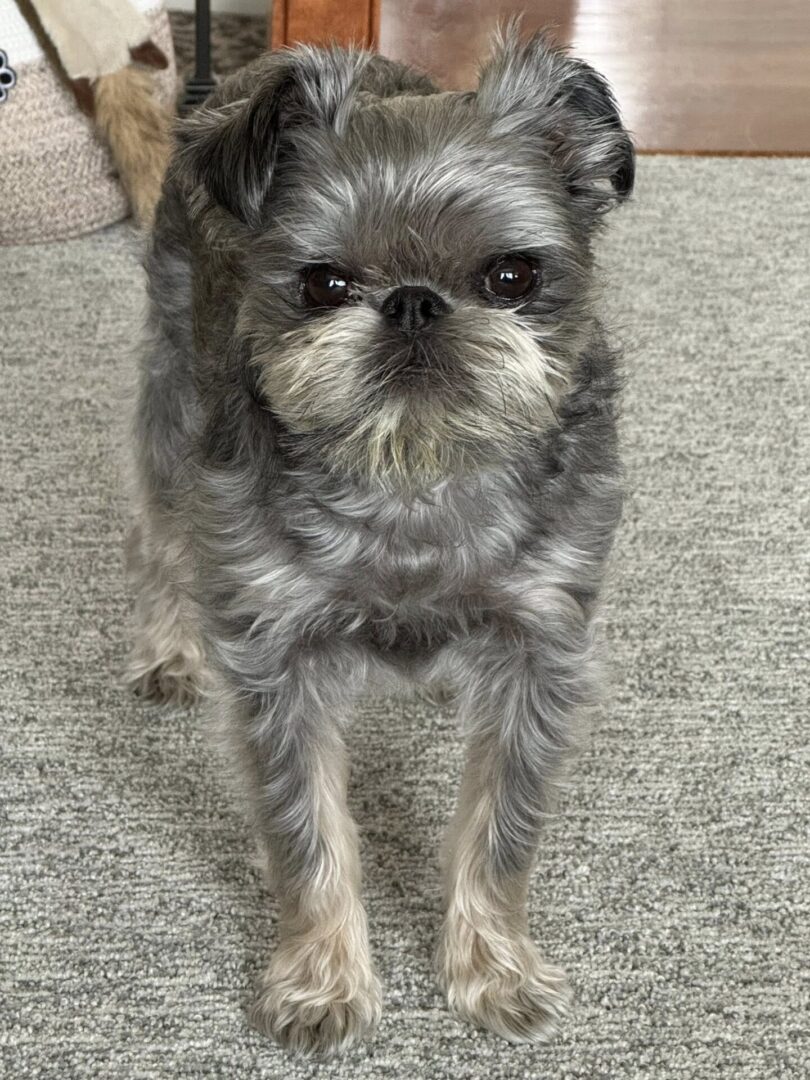 Small dog standing on a carpeted floor.