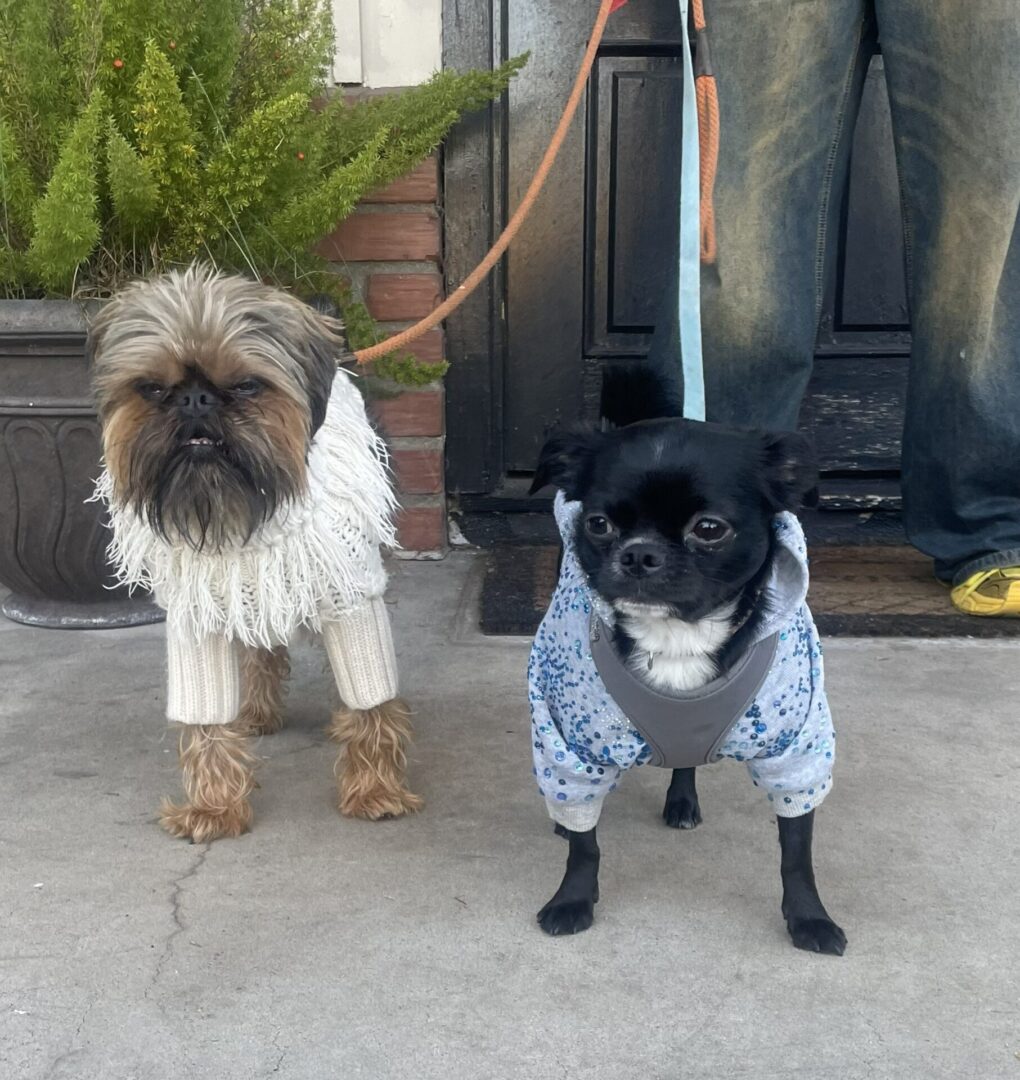 Two dogs in sweaters on leashes outside.