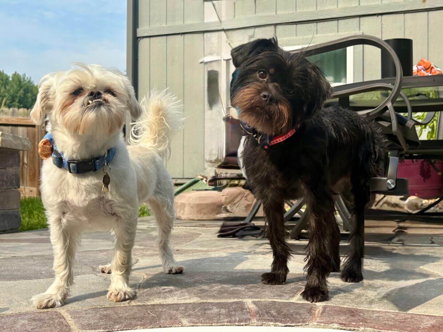 Two small dogs standing on patio.