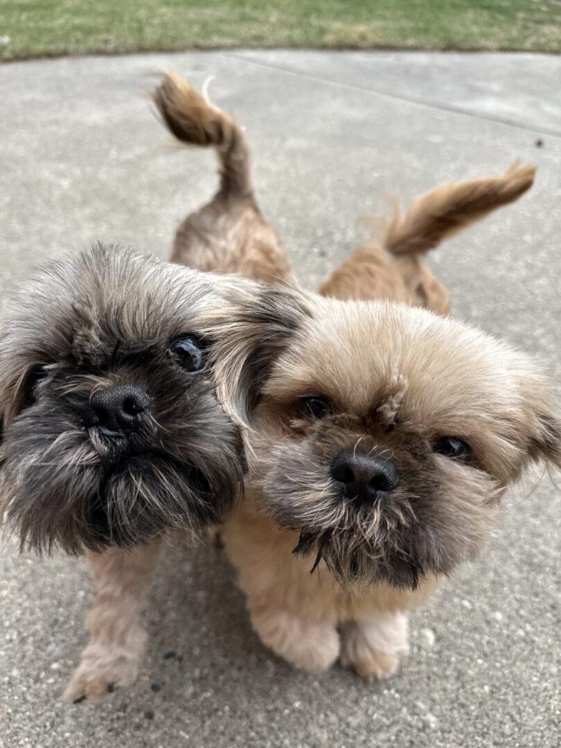 Wally-3926-left-Wilbur-rt-3927 TILE