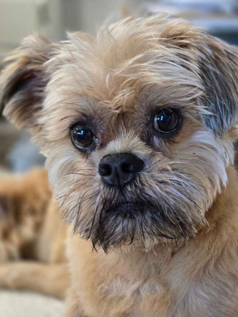 Maggie-face 3934