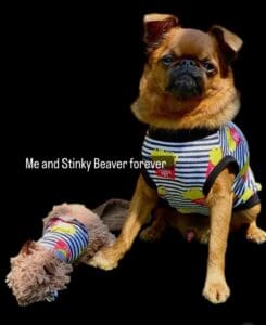 Small brown dog in striped shirt with toy